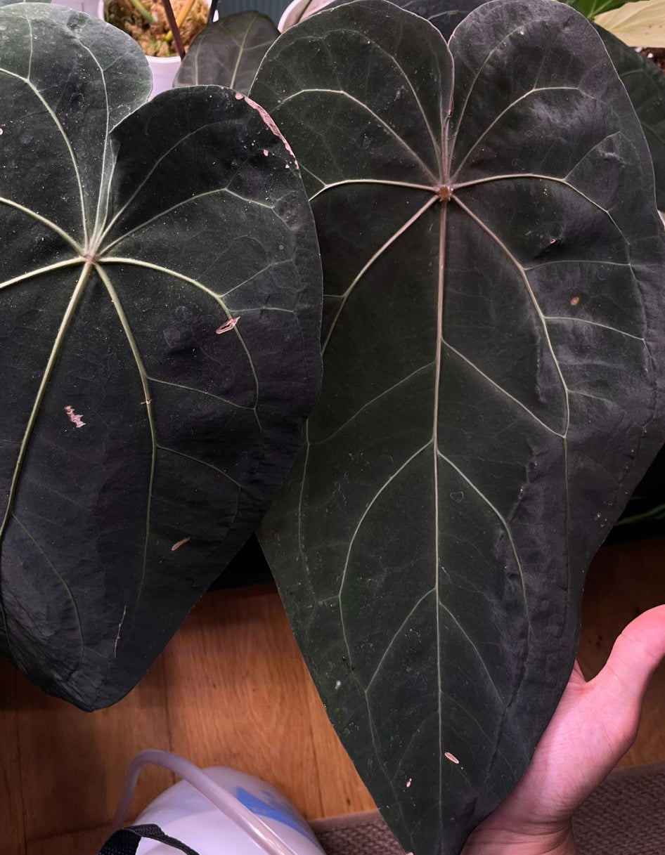 Anthurium “Midnight” | Germinated Seeds | Dark Velvet Hybrid