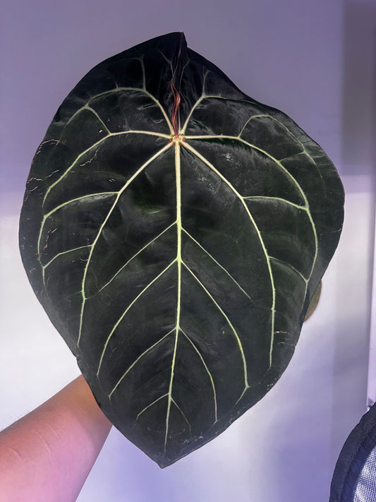 Anthurium Carla × Red Crystal - Mature Breeding Size