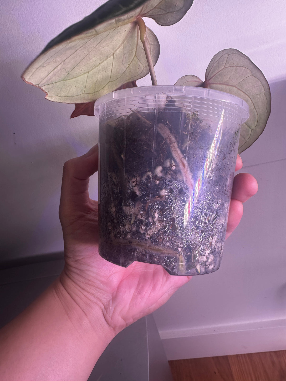Anthurium Red Tiger (Indo) – Haji Ulih Origin（original Haji tag）