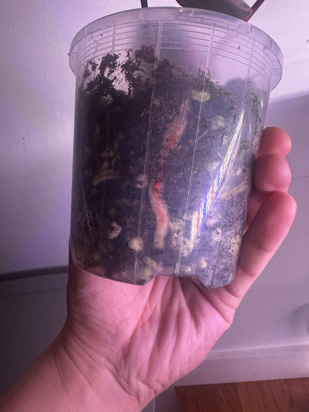 Anthurium Red Tiger (Indo) – Haji Ulih Origin（original Haji tag）