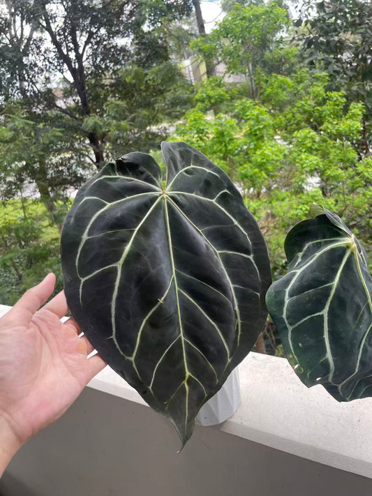 Anthurium (Carla × Black Widow) X RC