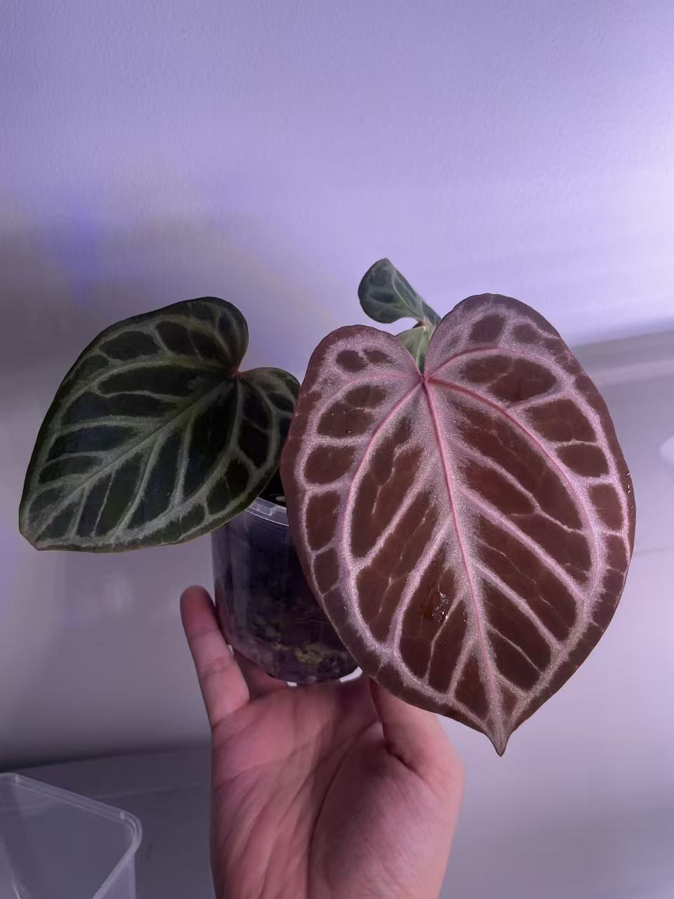Anthurium Red Tiger (Indo) – Haji Ulih Origin（original Haji tag）