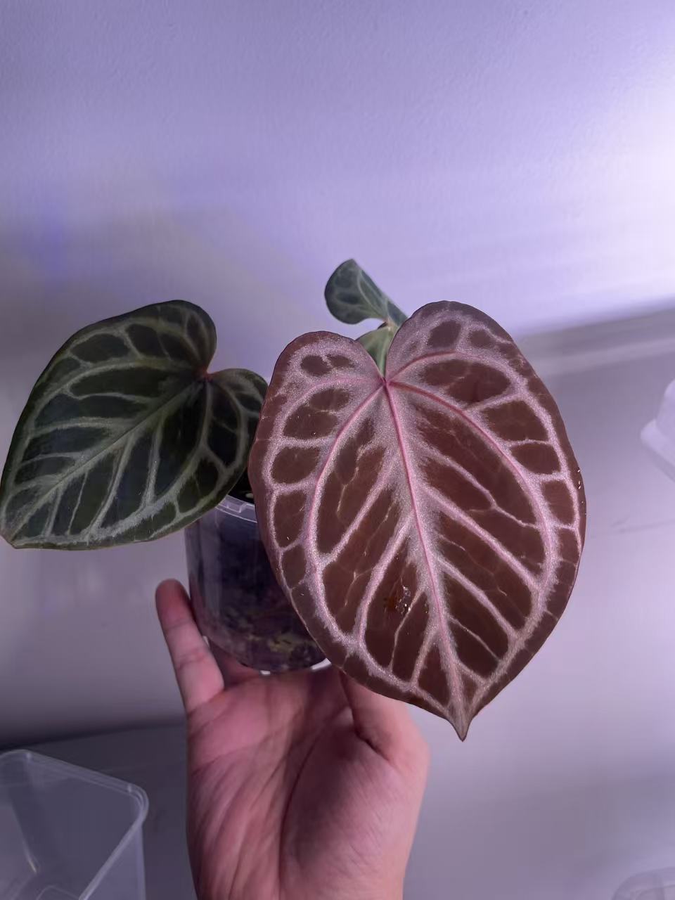 Anthurium Red Tiger (Indo) – Haji Ulih Origin（original Haji tag）