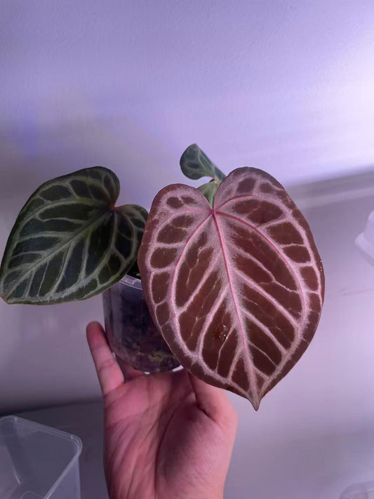 Anthurium Red Tiger (Indo) – Haji Ulih Origin（original Haji tag）