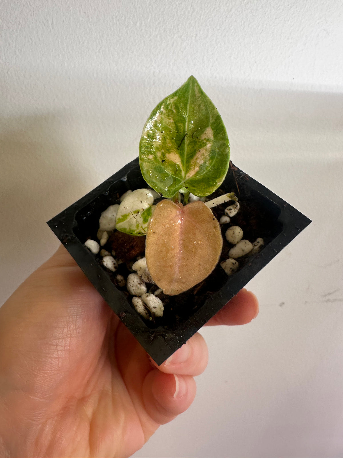 Anthurium Papillilaminum × Variegated Magnificum Seedling - Plant A