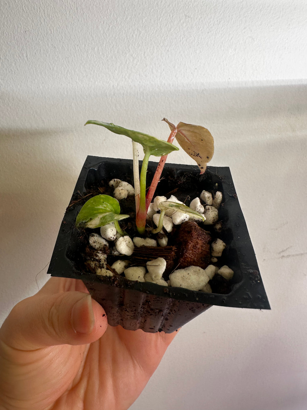 Anthurium Papillilaminum × Variegated Magnificum Seedling - Plant A