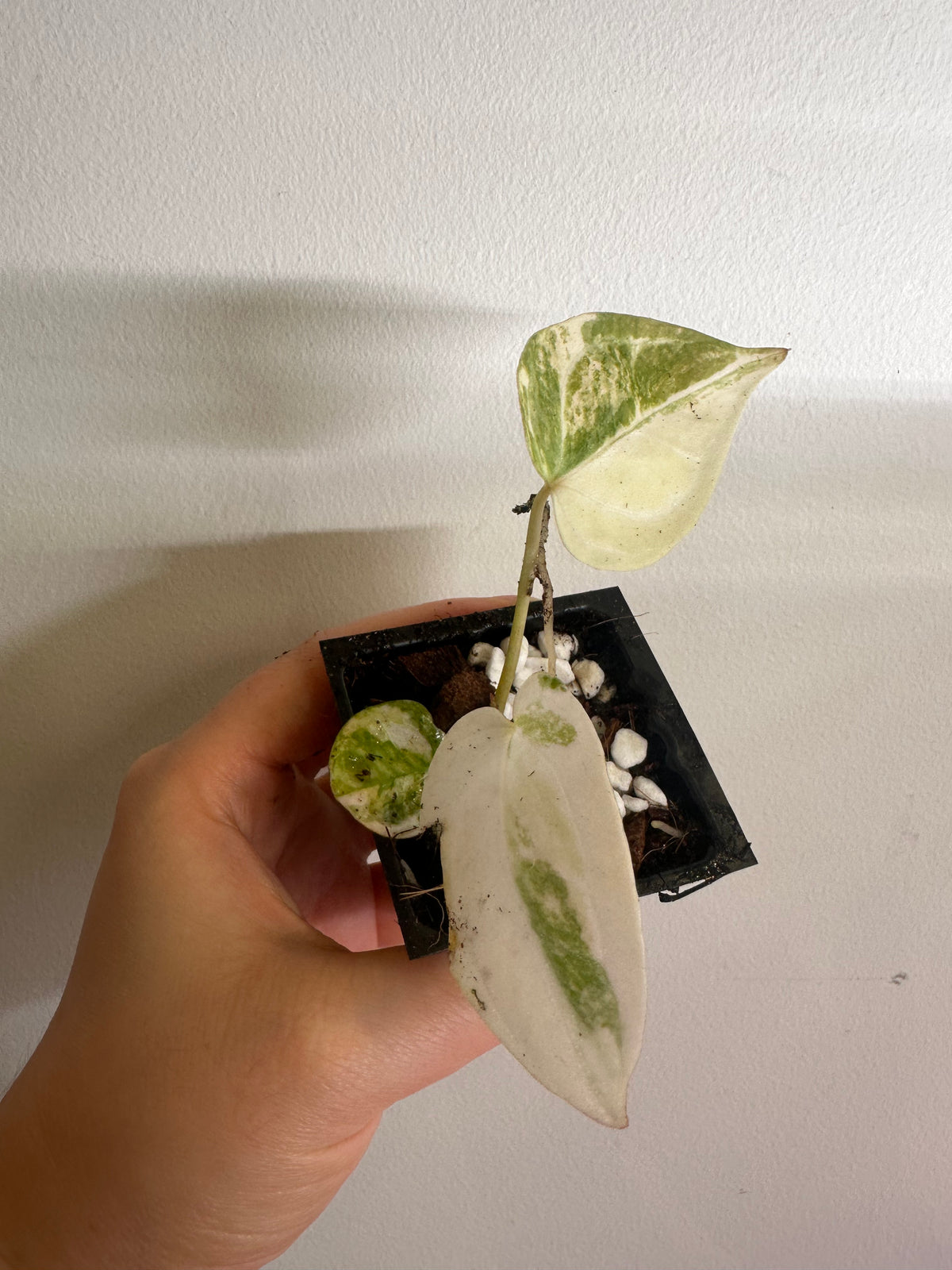Anthurium Papillilaminum × Variegated Magnificum Seedling - Plant B