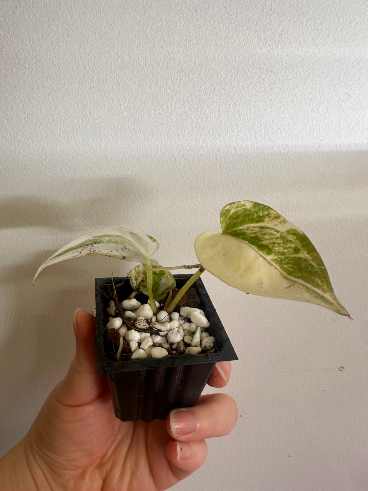 Anthurium Papillilaminum × Variegated Magnificum Seedling - Plant B