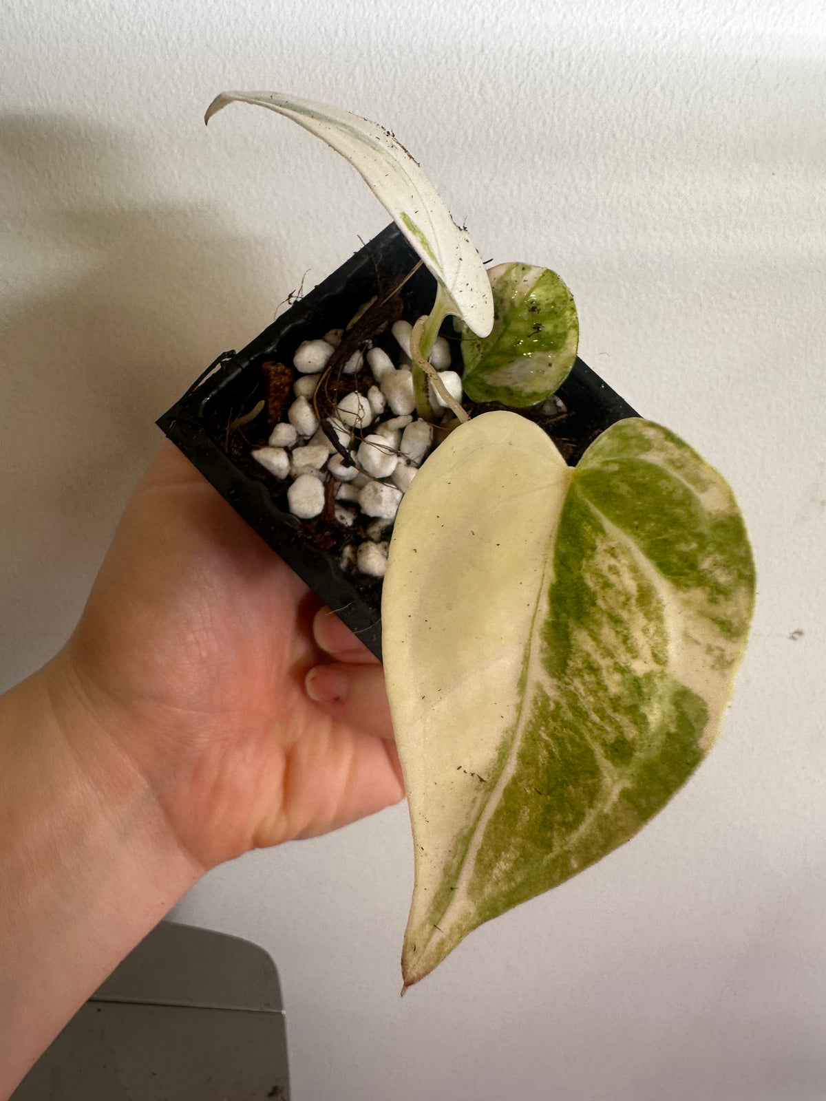 Anthurium Papillilaminum × Variegated Magnificum Seedling - Plant B