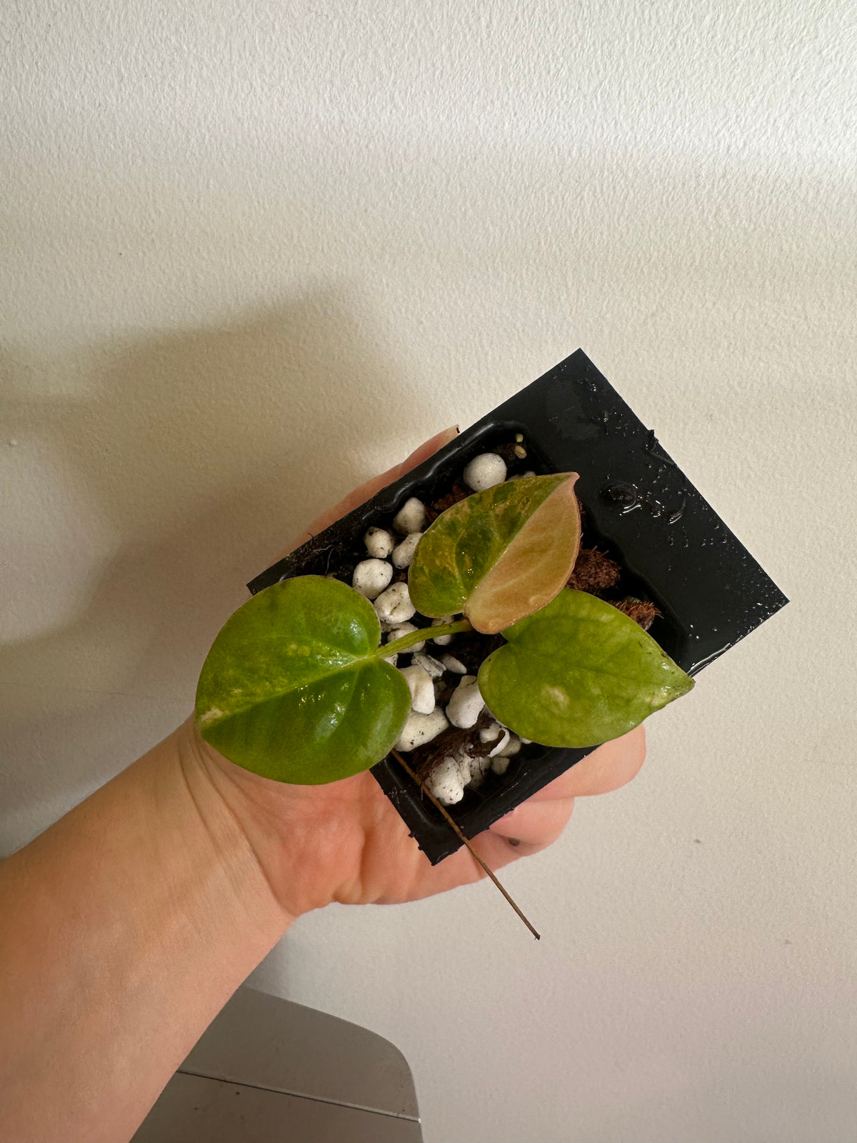 Anthurium Papillilaminum × Variegated Magnificum Seedling – Plant C