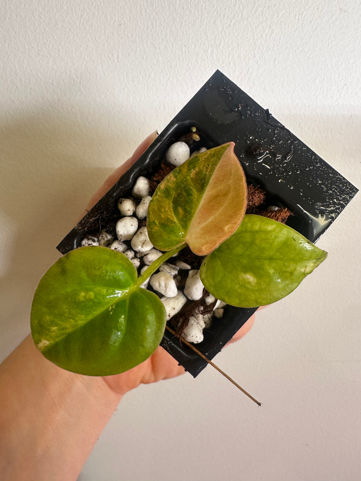 Anthurium Papillilaminum × Variegated Magnificum Seedling – Plant C