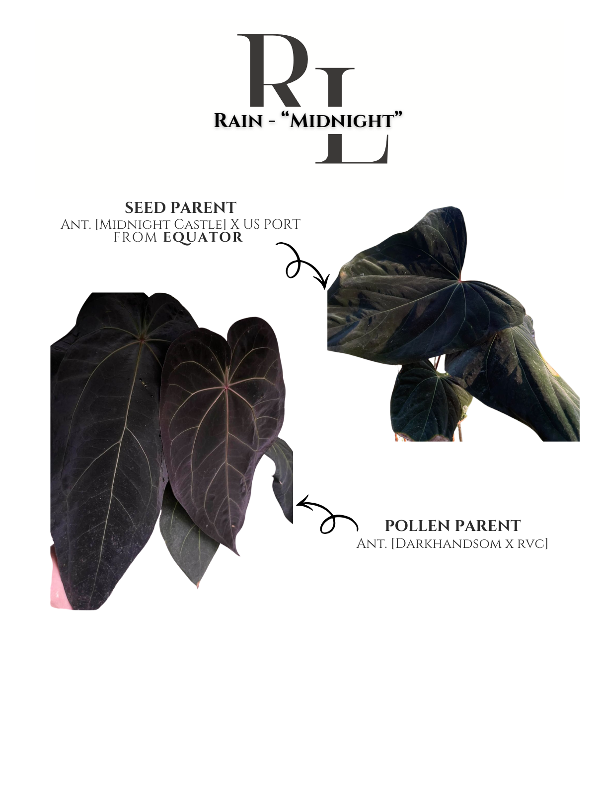 Anthurium Midnight germinated seeds with dark velvet foliage potential