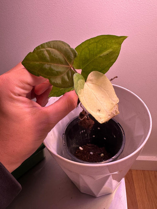 Anthurium RVDP × Magnificum E
