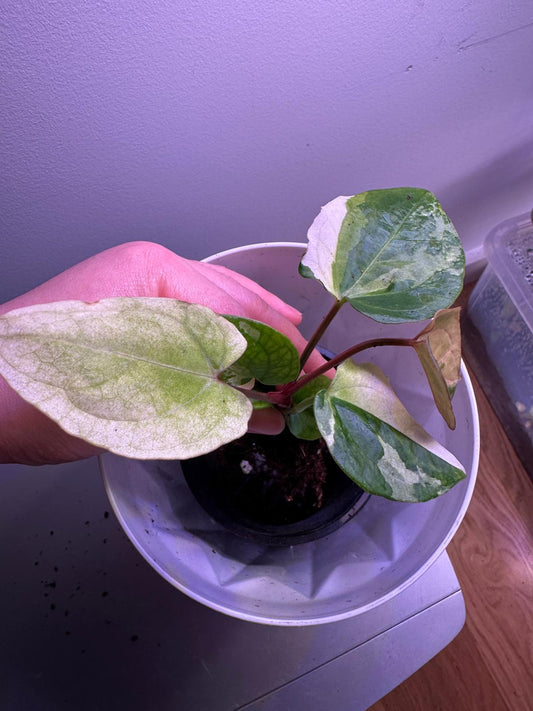Anthurium RVDP × Magnificum C