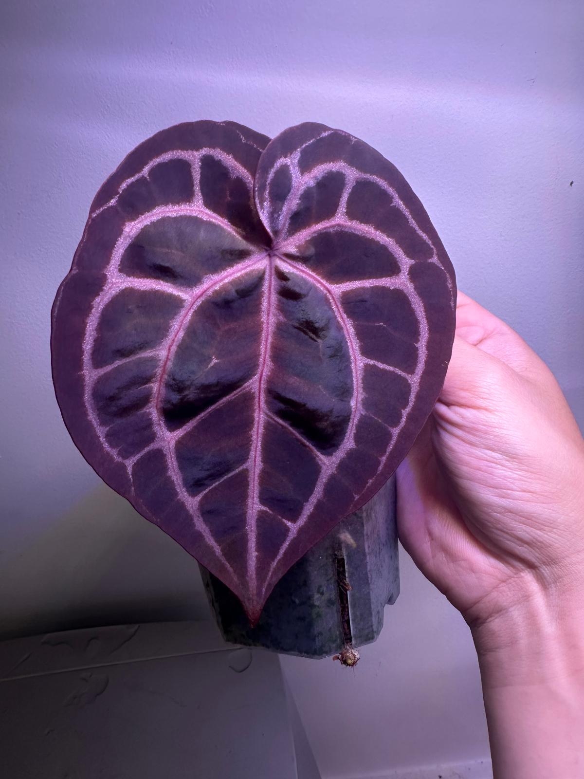 Purple Crystal Anthurium