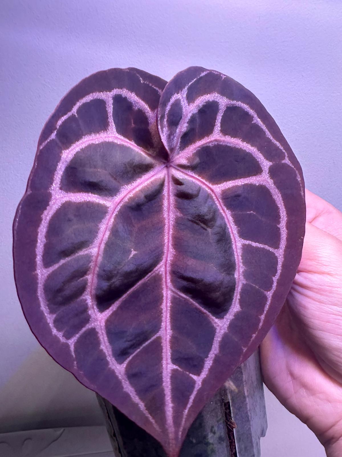Purple Crystal Anthurium