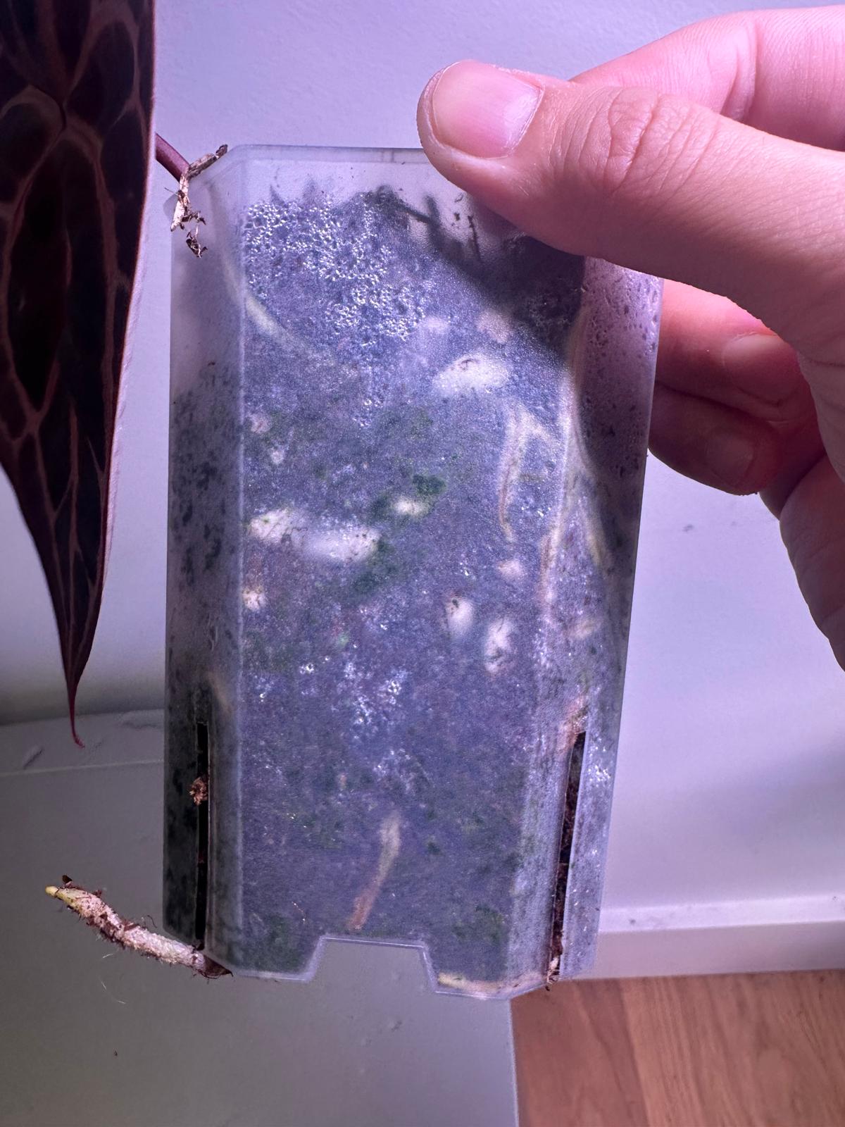 Purple Crystal Anthurium