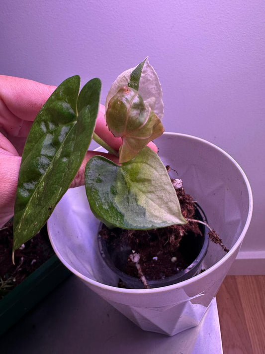 Anthurium RVDP × Magnificum D
