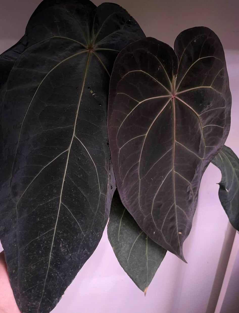 Anthurium “Midnight” | Germinated Seeds | Dark Velvet Hybrid