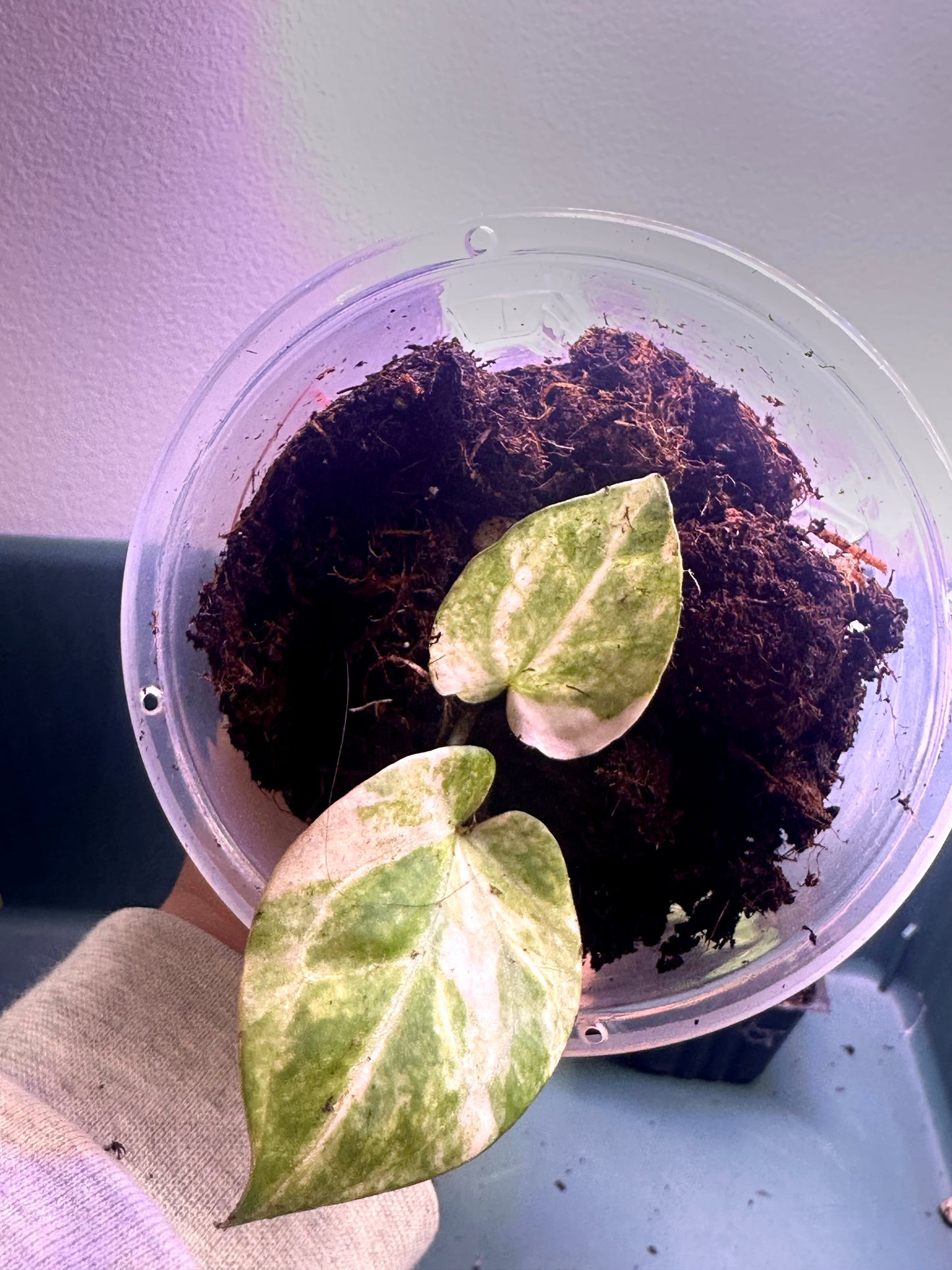 Variegated Anthurium Magnificum × Red Crystal seedling with bright cream and green marbled leaves