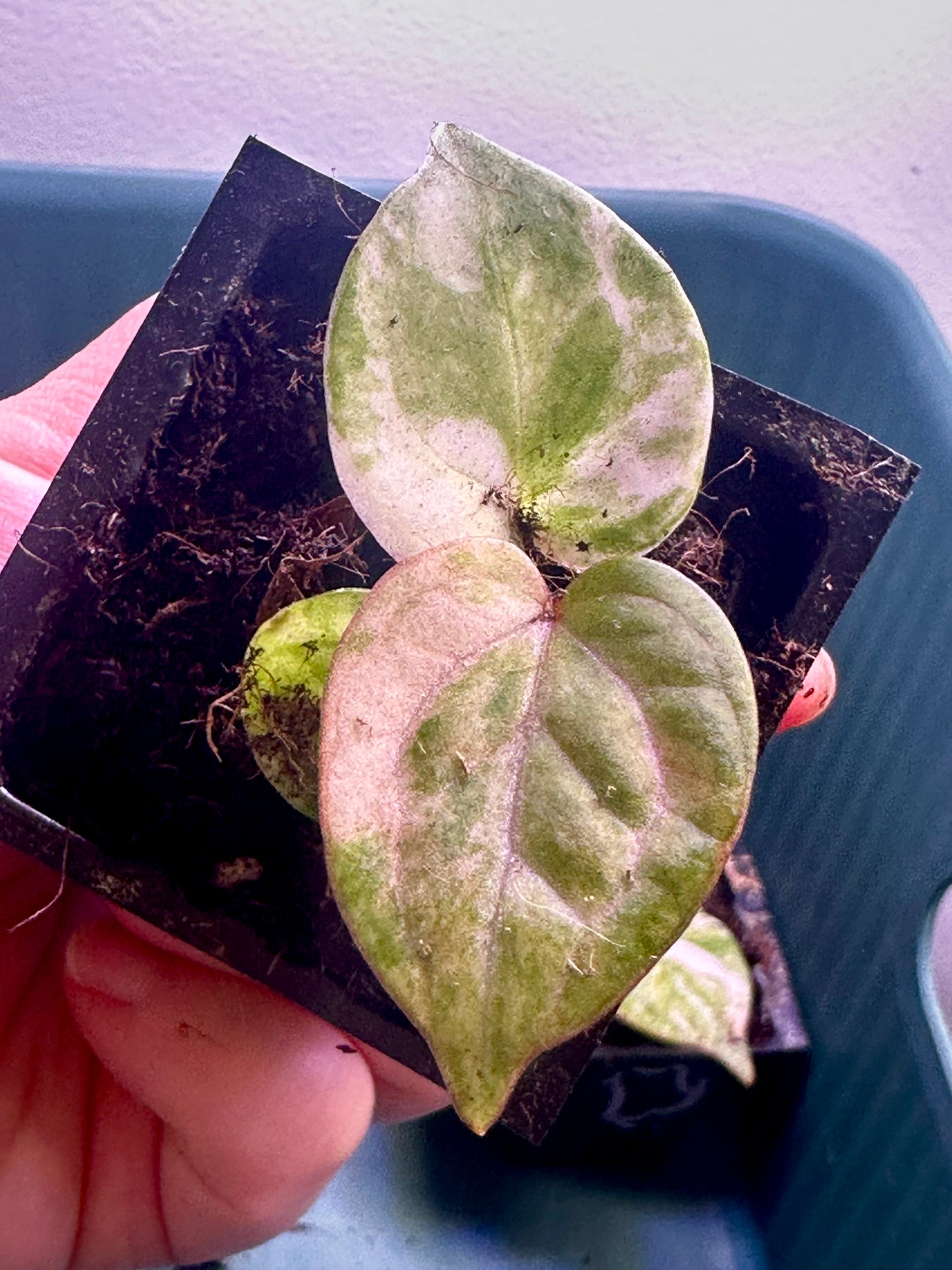 Variegated Anthurium Magnificum × Red Crystal seedling Plant A