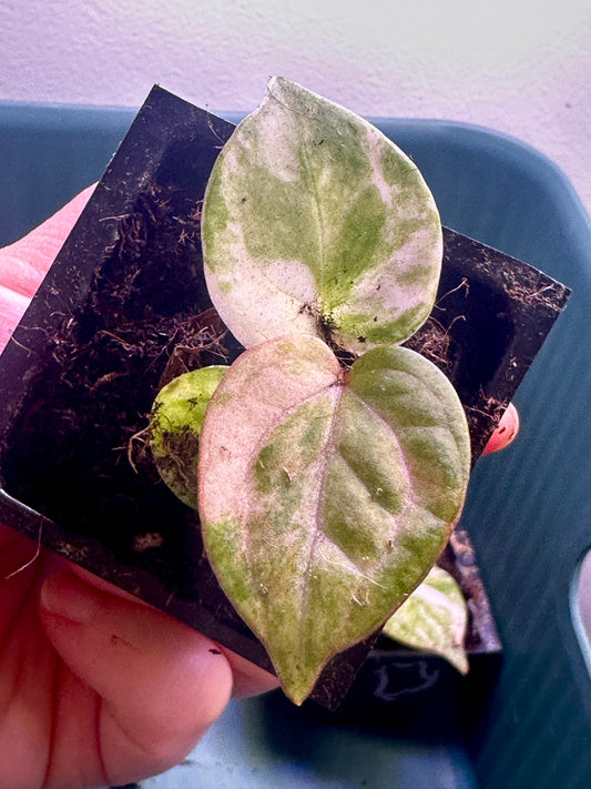 Variegated Anthurium Magnificum × Red Crystal seedling Plant A