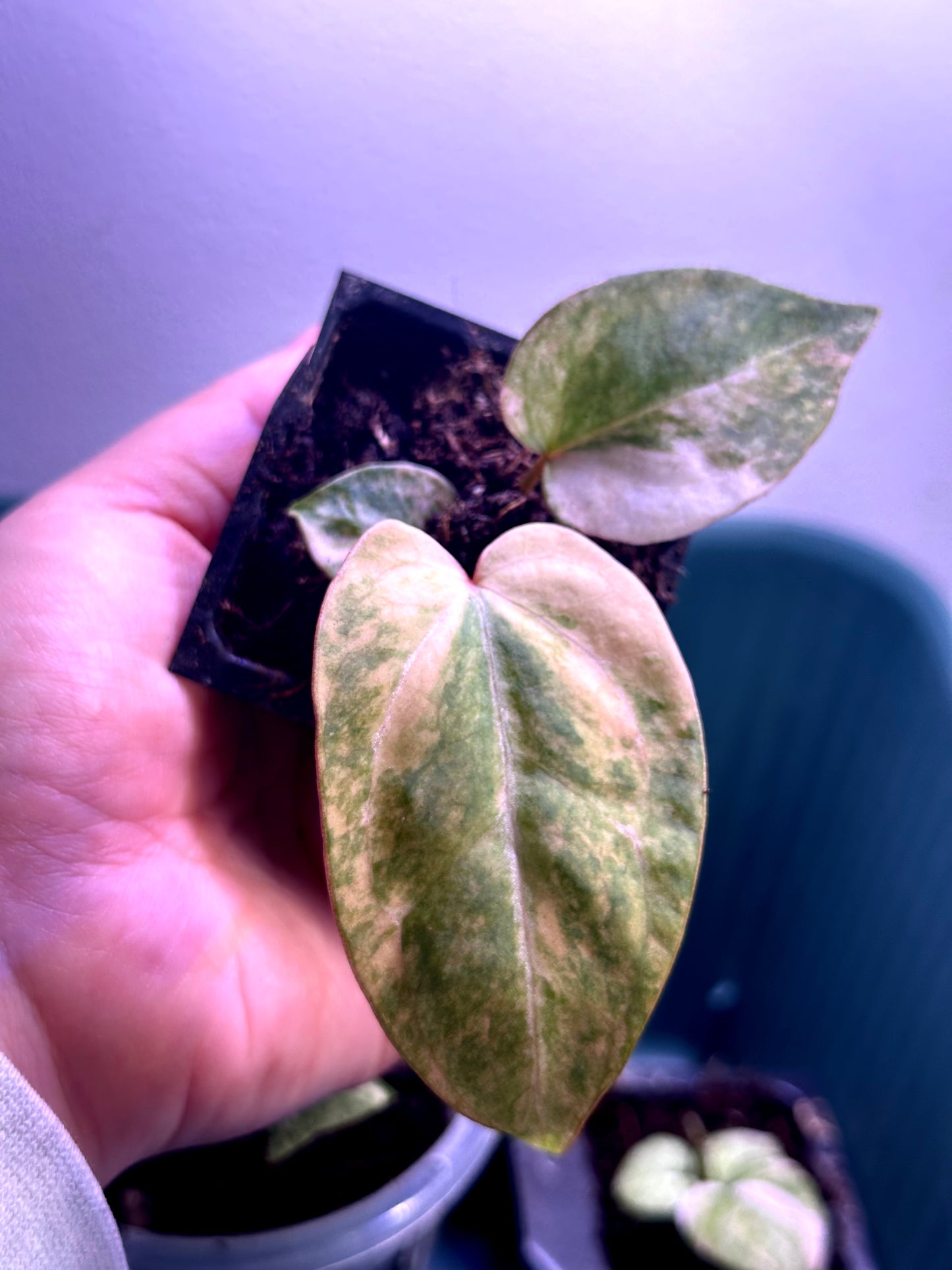 Variegated Anthurium Magnificum × Red Crystal seedling Plant C with cream, pink and green marbled leaves