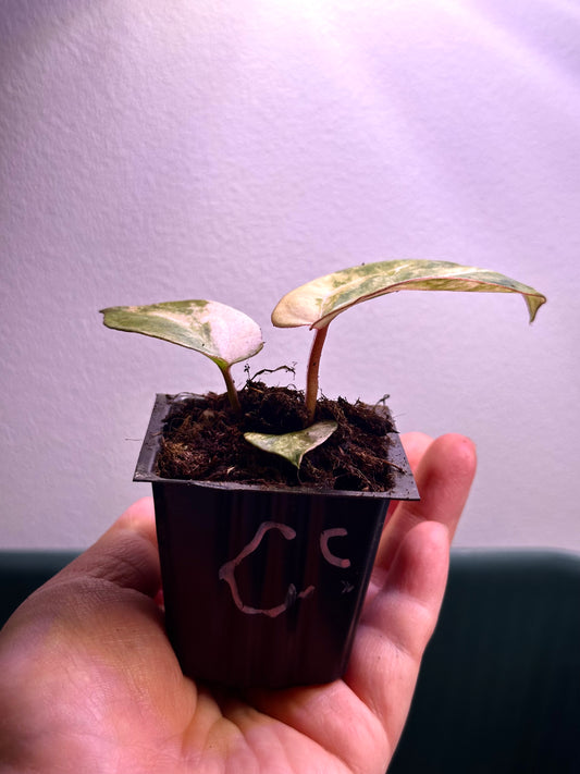 Side view of variegated Anthurium Magnificum × Red Crystal seedling Plant C with cream, pink and green marbled leaves