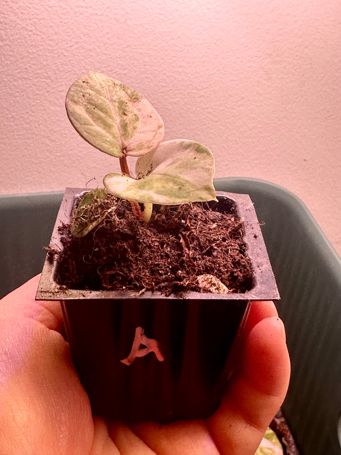 Side view of variegated Anthurium Magnificum × Red Crystal seedling