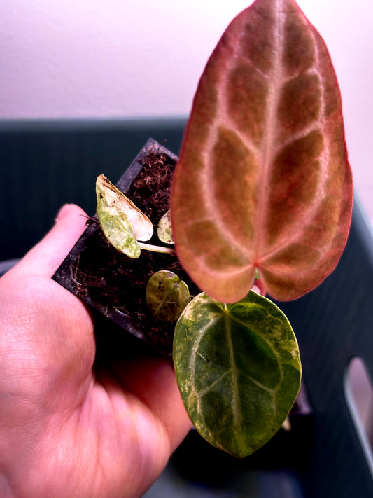 Full view of variegated Anthurium Magnificum × Red Crystal seedling with red new leaf