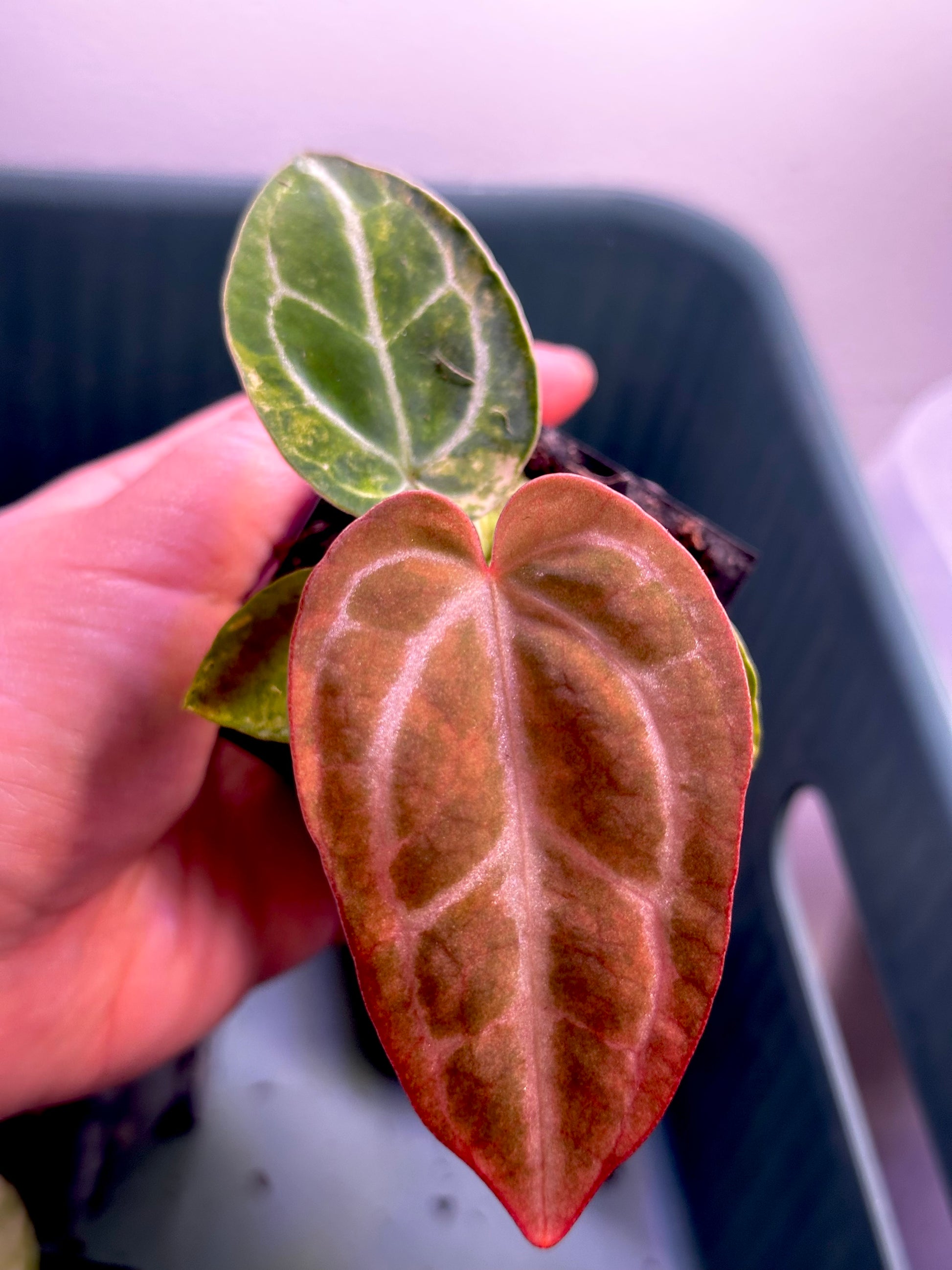 Variegated Anthurium Magnificum × Red Crystal seedling with copper-red emergent leaf