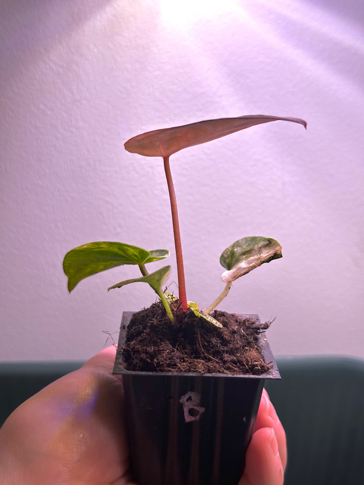 side view of variegated Anthurium Magnificum × Red Crystal seedling with red new leaf