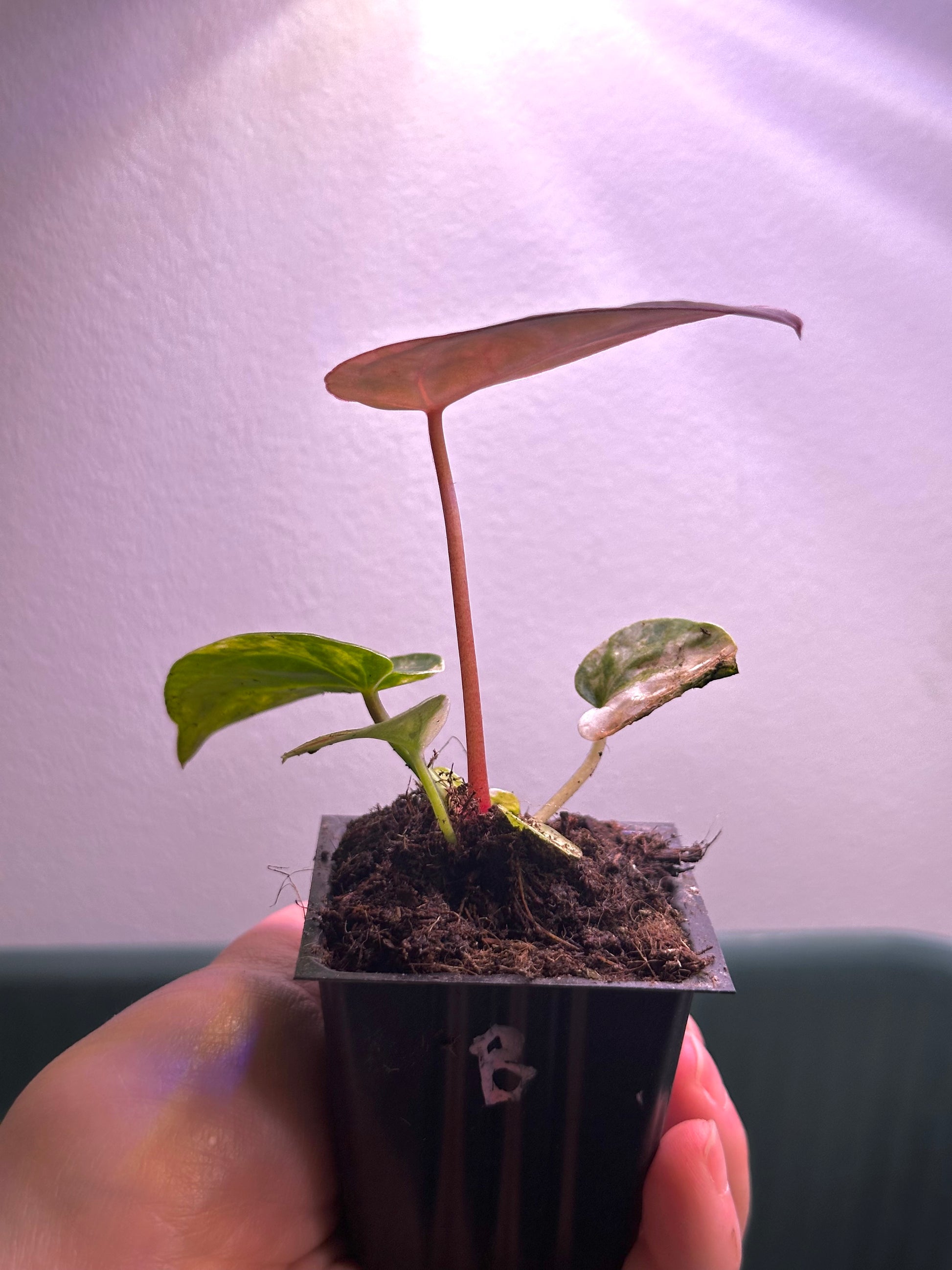 side view of variegated Anthurium Magnificum × Red Crystal seedling with red new leaf