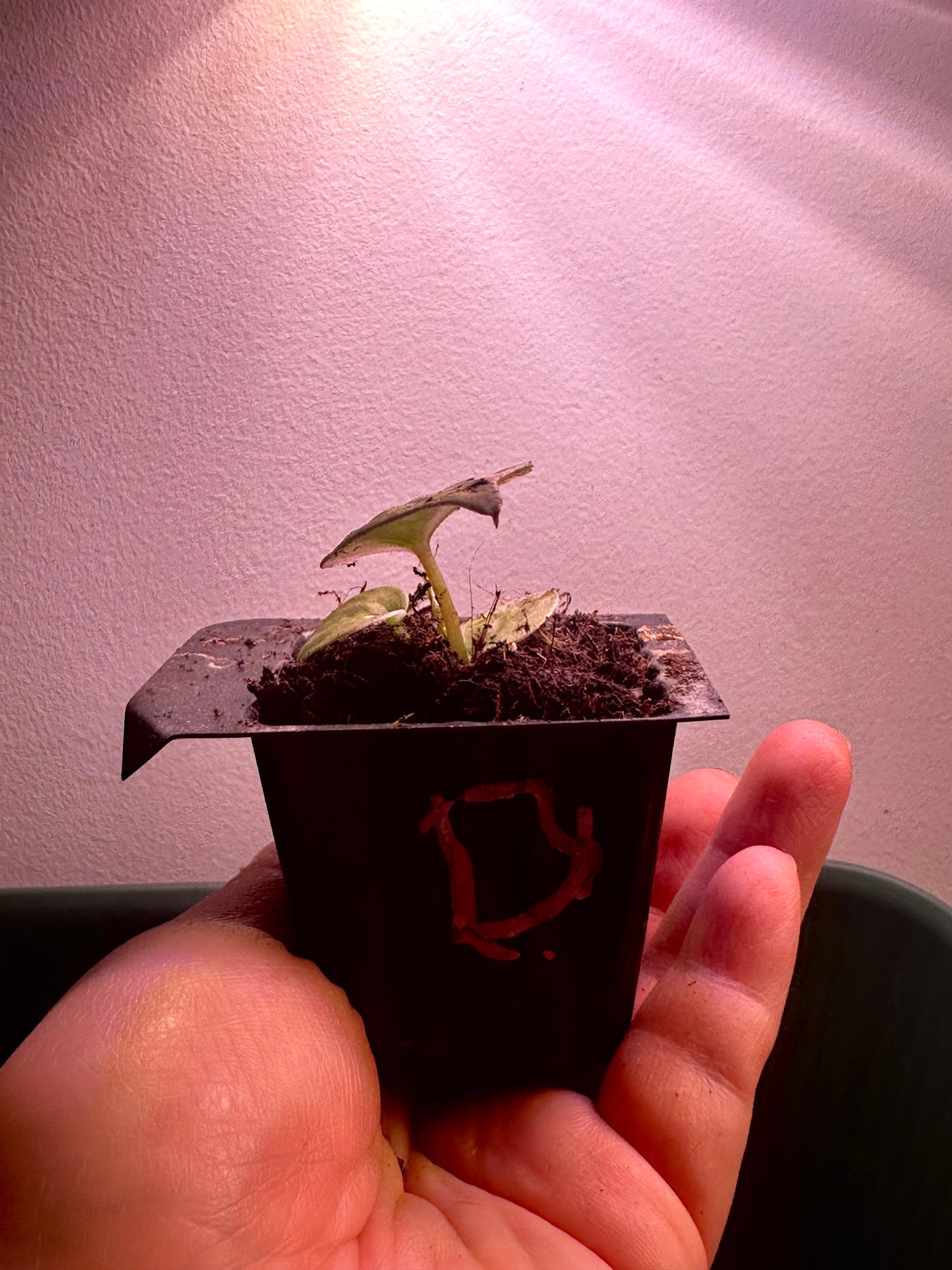 side view of variegated Anthurium Magnificum × Red Crystal seedling Plant D with pink, cream and green marbled leaf