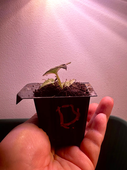 side view of variegated Anthurium Magnificum × Red Crystal seedling Plant D with pink, cream and green marbled leaf