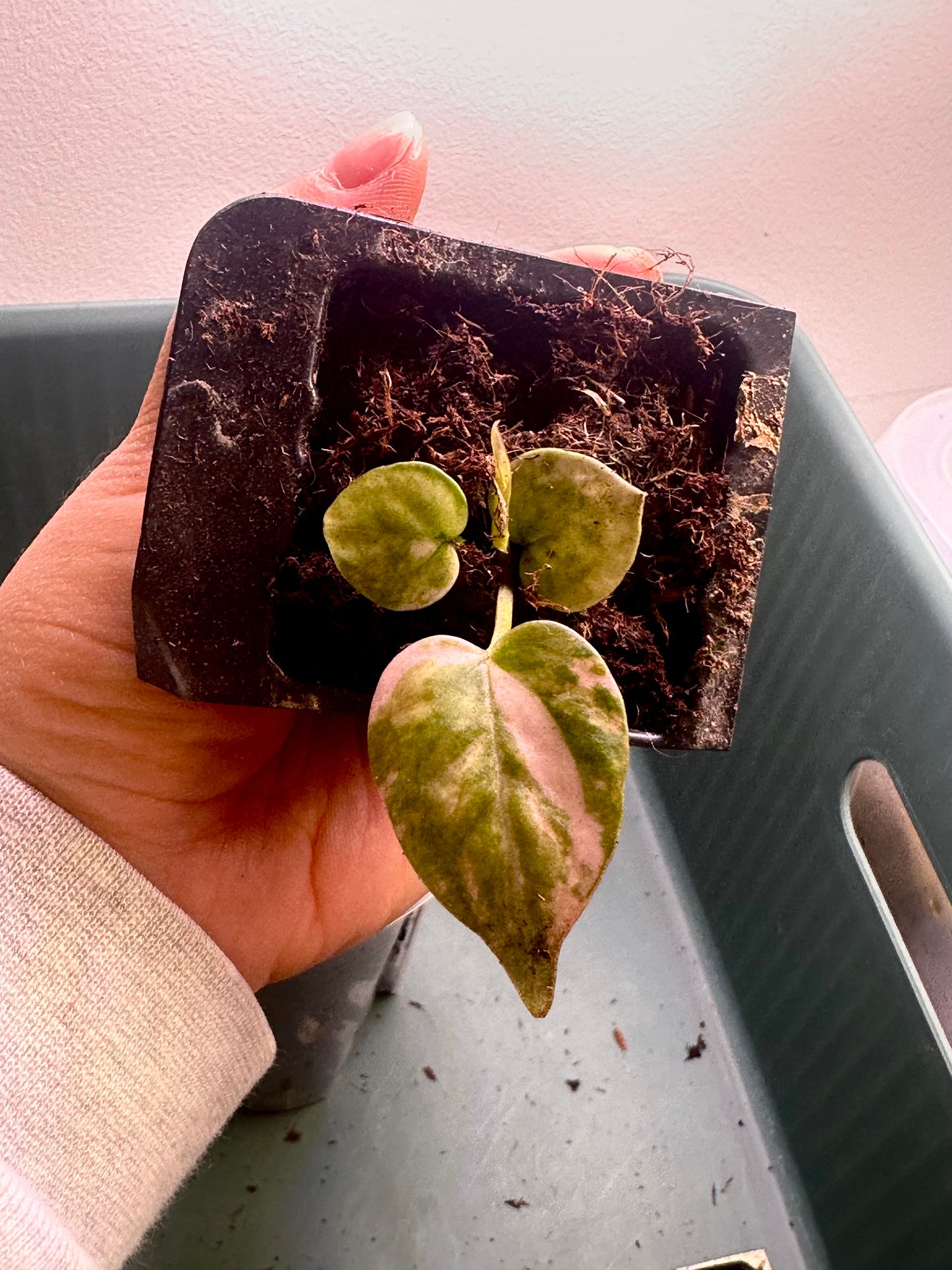 Variegated Anthurium Magnificum × Red Crystal seedling Plant D with cream and green marbled leaves