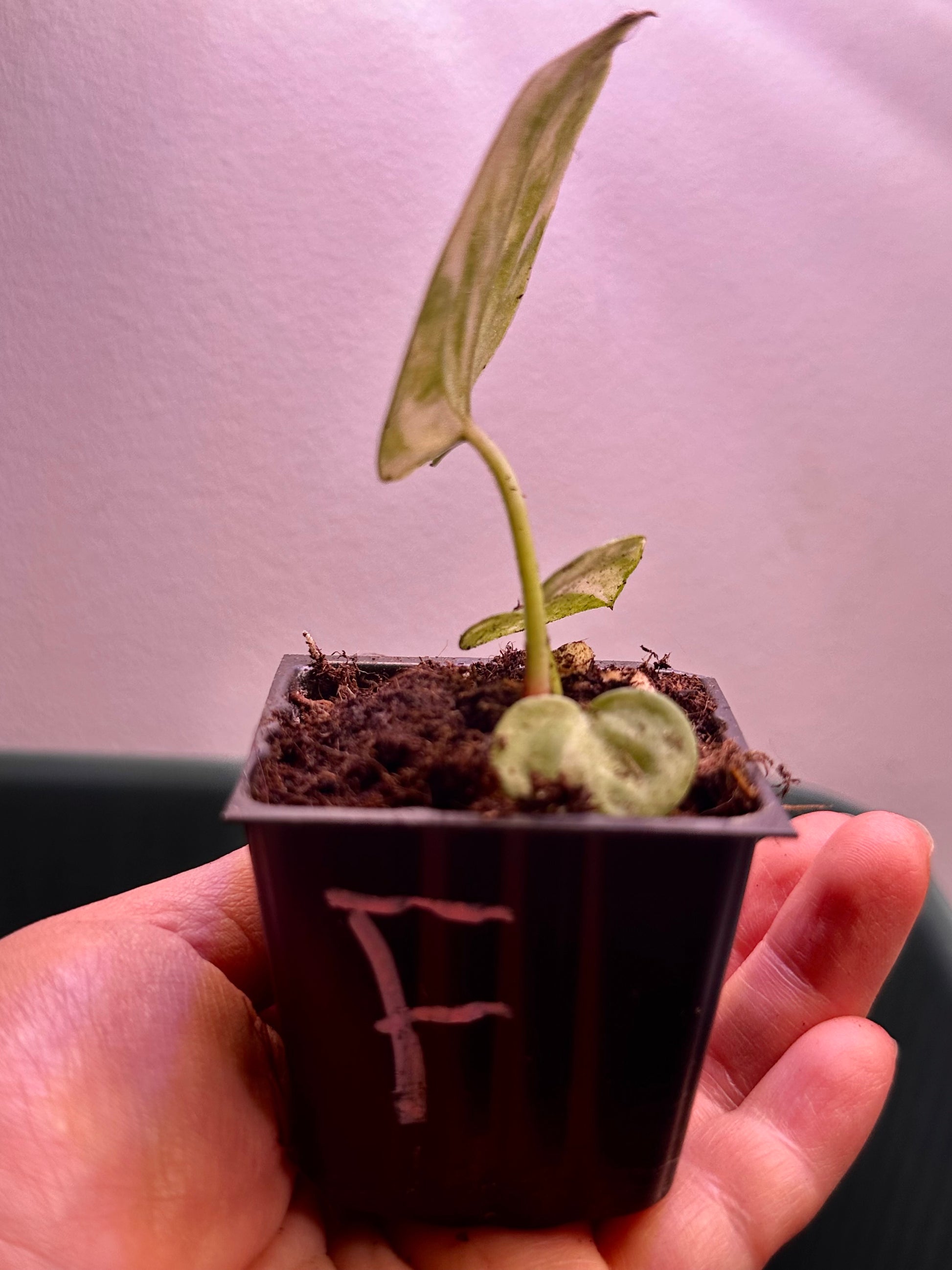side view of Variegated Anthurium Magnificum × Red Crystal seedling Plant F with highly variegated cream and green leaves