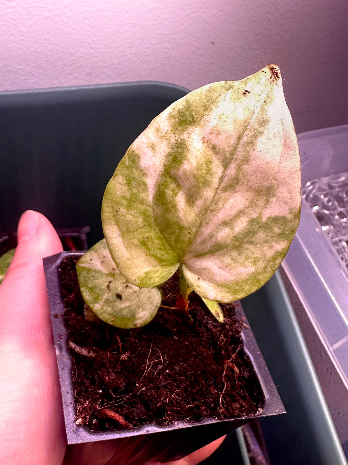 Variegated Anthurium Magnificum × Red Crystal seedling Plant F with highly variegated cream and green leaves