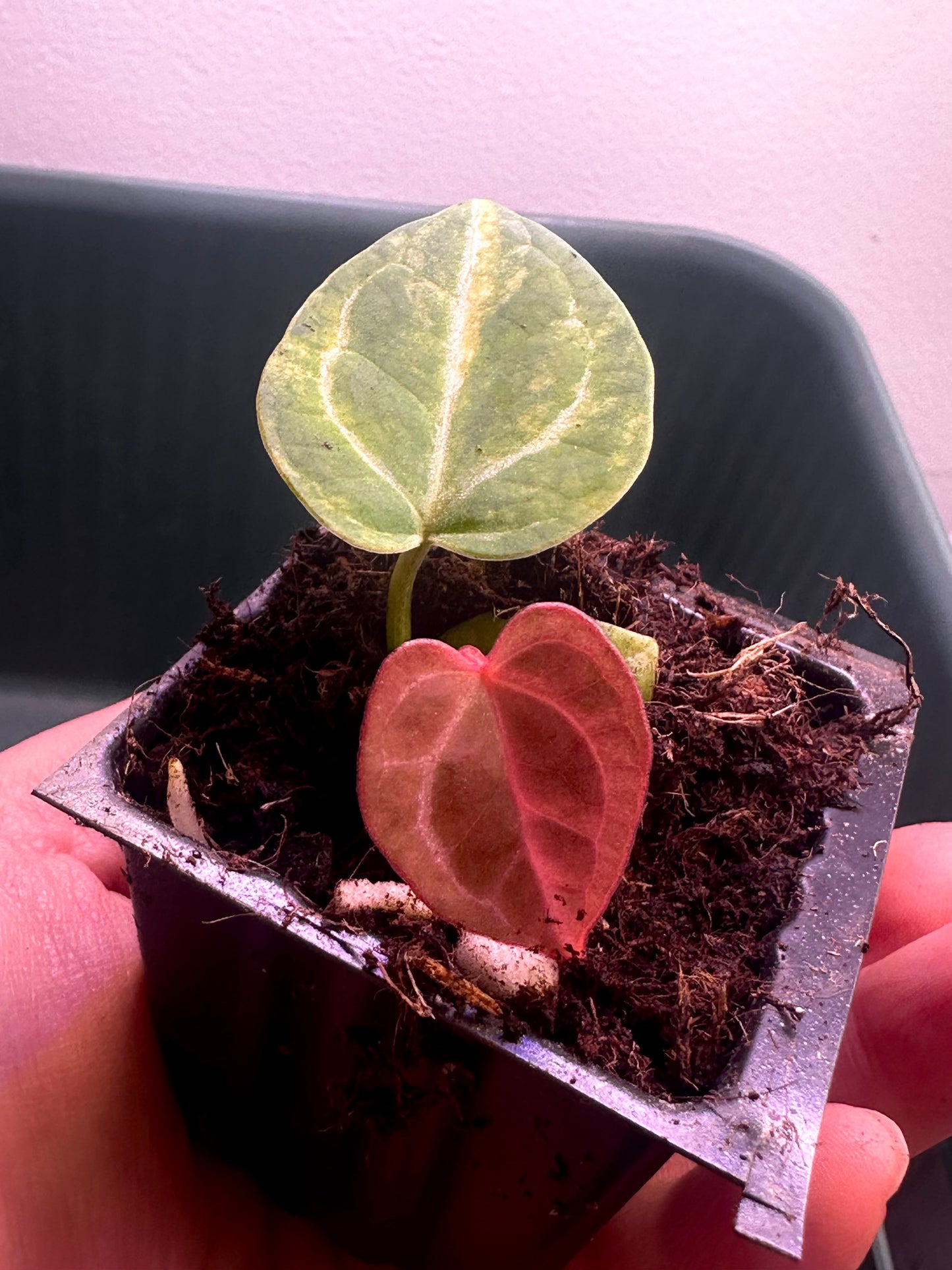 full plant view of Anthurium Magnificum × Red Crystal variegated seedling Plant G with green mature leaf and vivid red emergent leaf