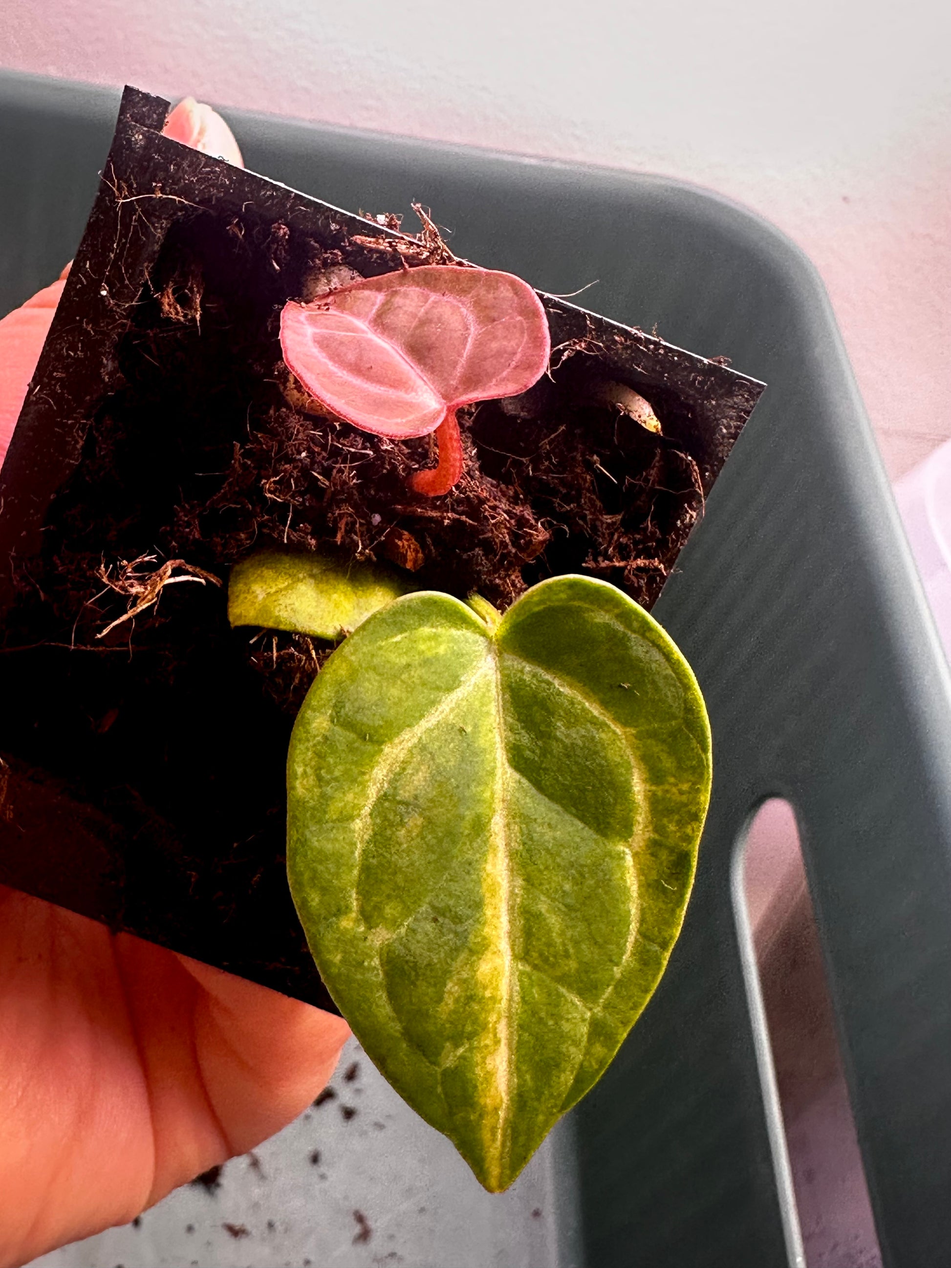 Anthurium Magnificum × Red Crystal variegated seedling Plant G with green mature leaf and vivid red emergent leaf